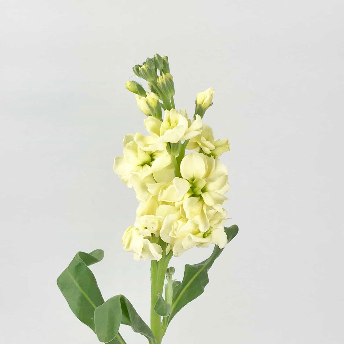 Yellow Stock Flowers – Imported