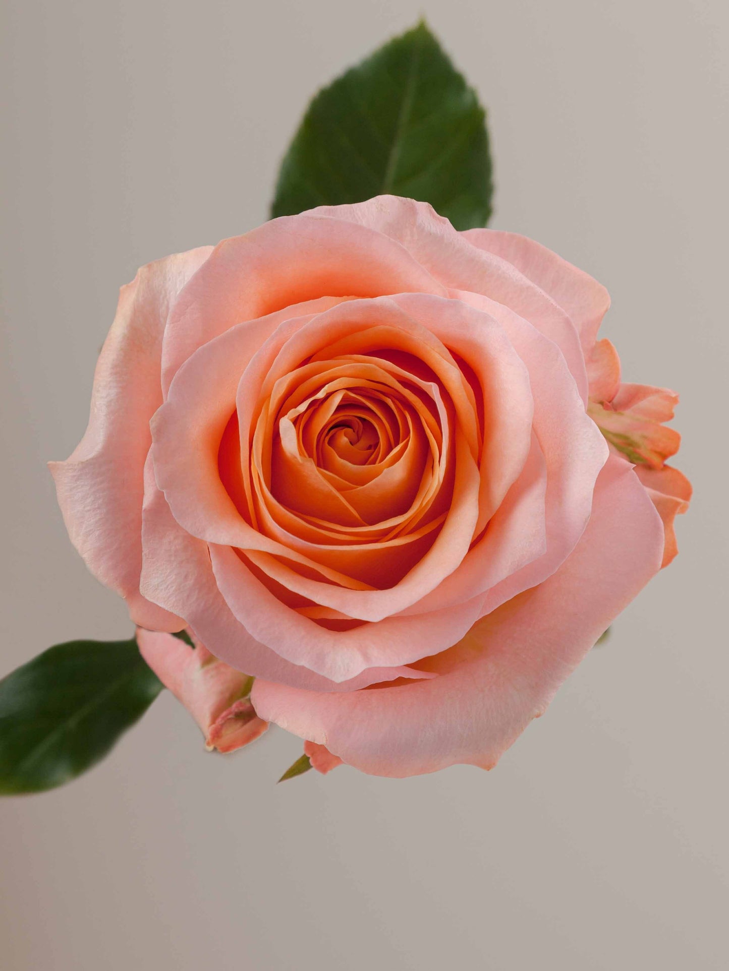 Coral Reef Ecuadorian Roses – 25 Stems