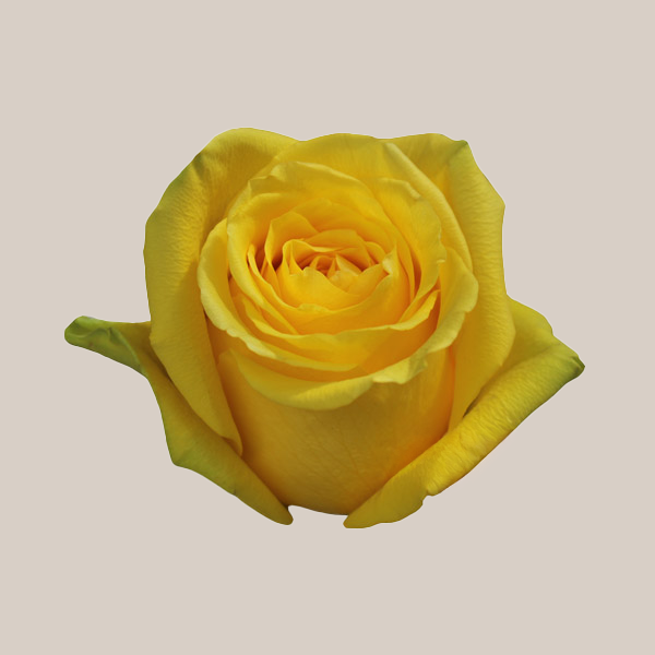 Goldfinch Ecuadorian Roses – 25 Stems