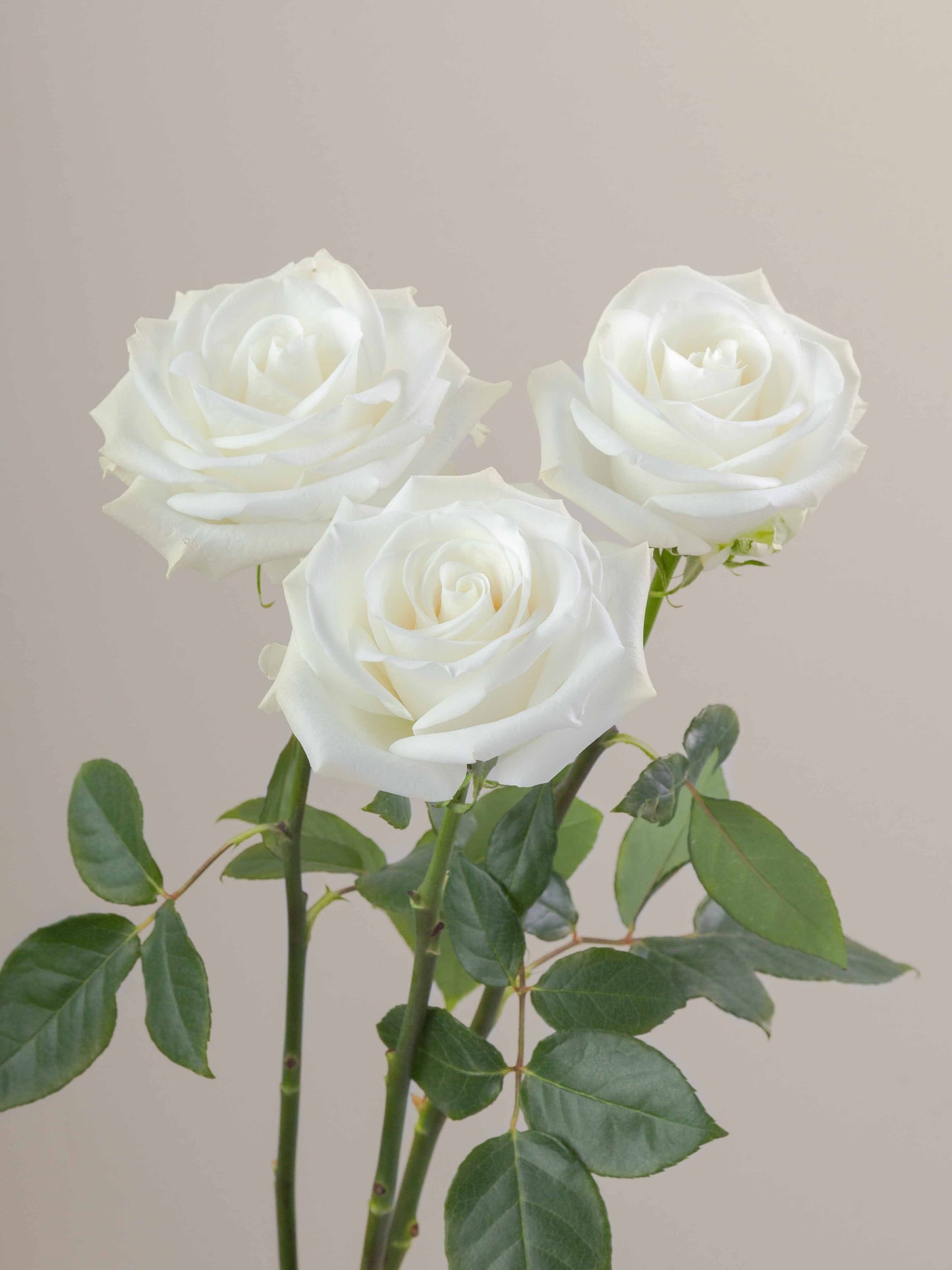 Tibet Ecuadorian Roses – 25 Stems