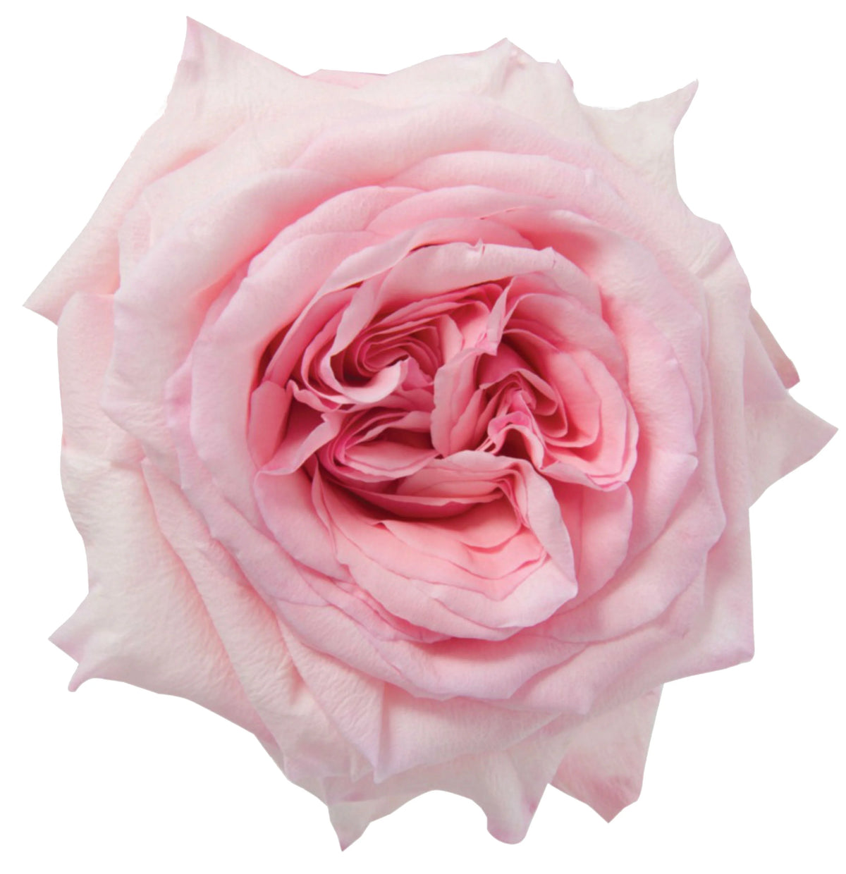 Pink O'Hara Rose