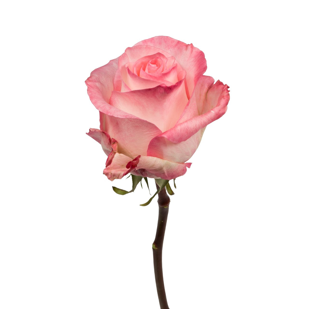 Boulevard Roses – Ecuadorian | 25 Stems
