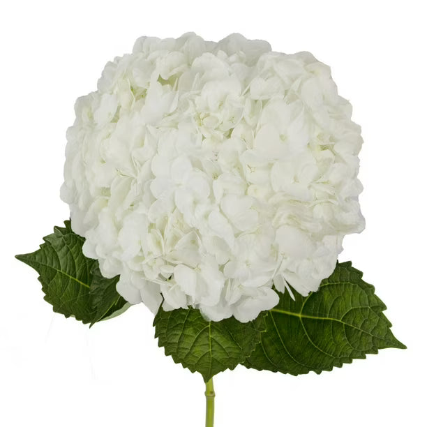 Premium White Hydrangea Box