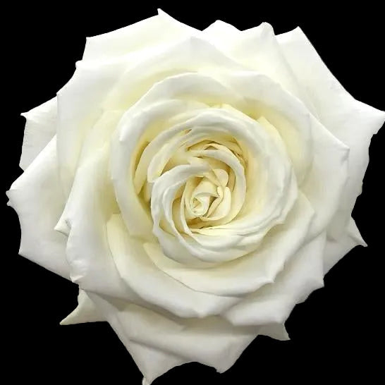 Playa Blanca Rose