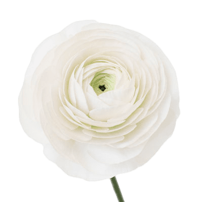 White Ranunculus