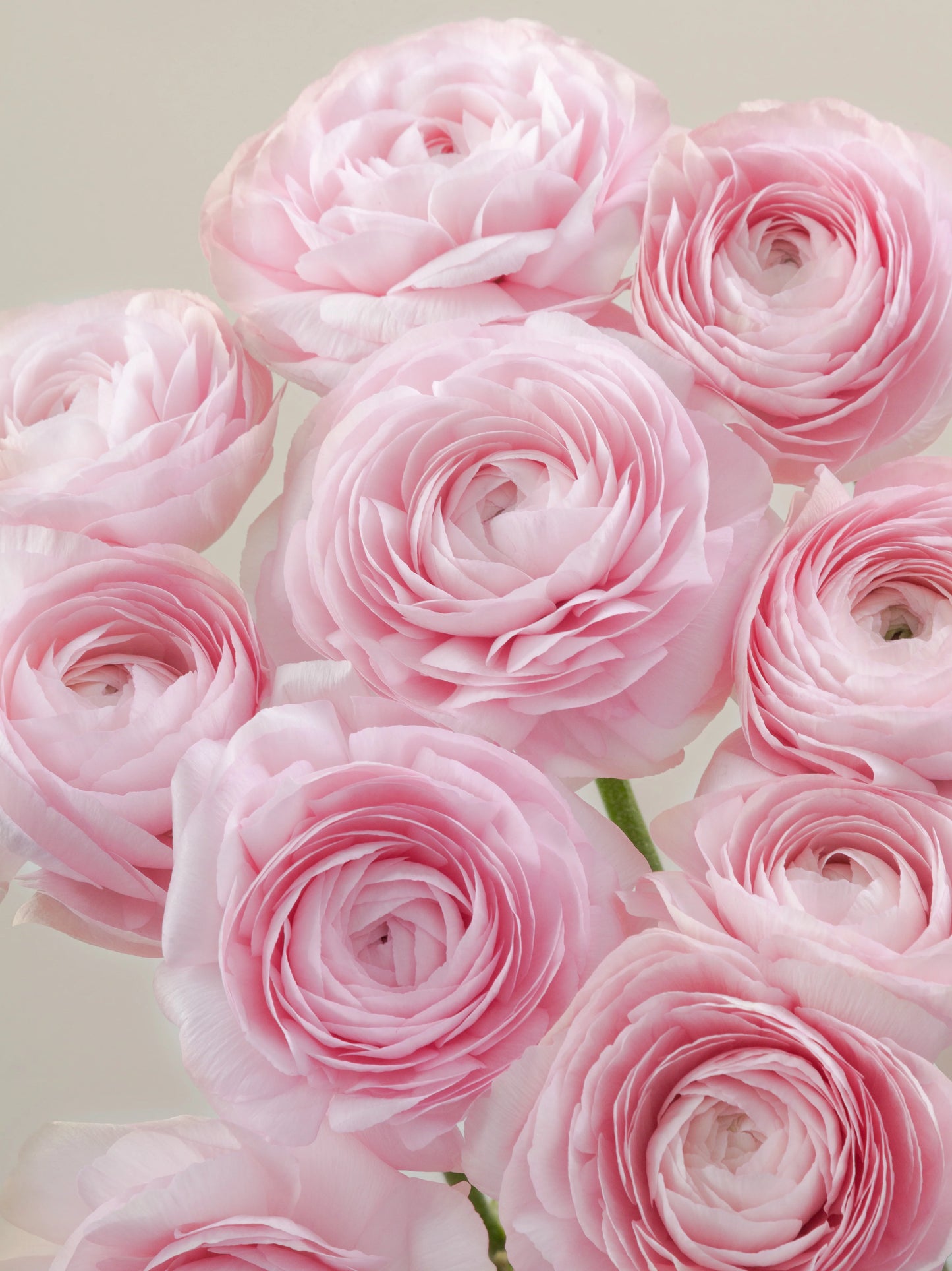 Light Pink Ranunculus