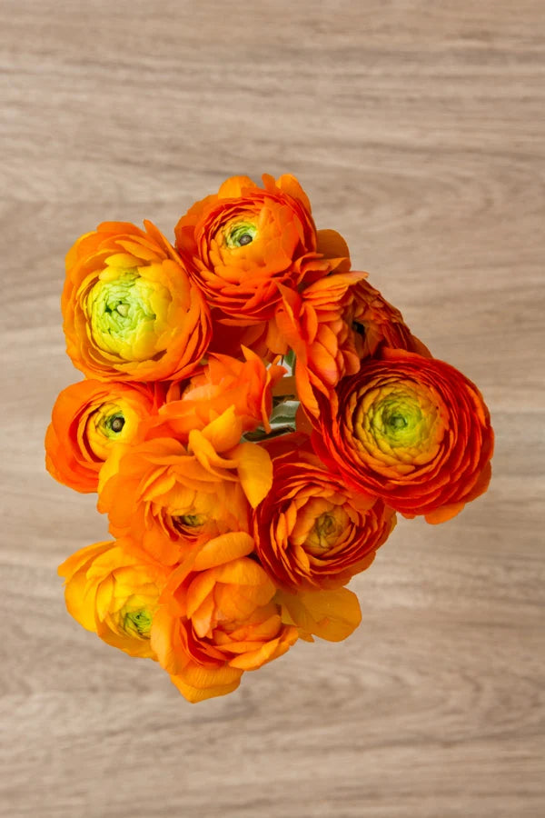 Orange Ranunculus