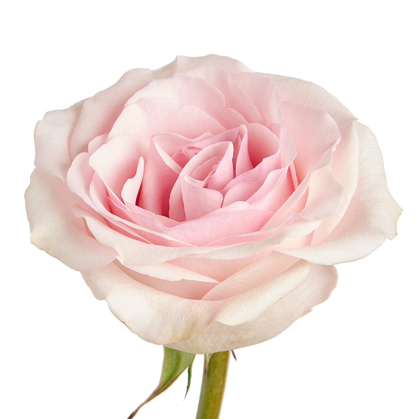 Novia Rose