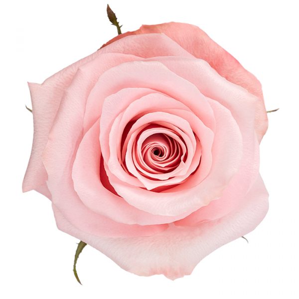 Be Sweet Rose
