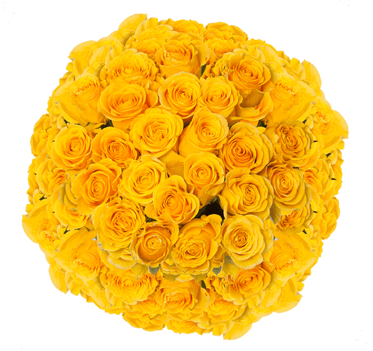 Brighton Rose