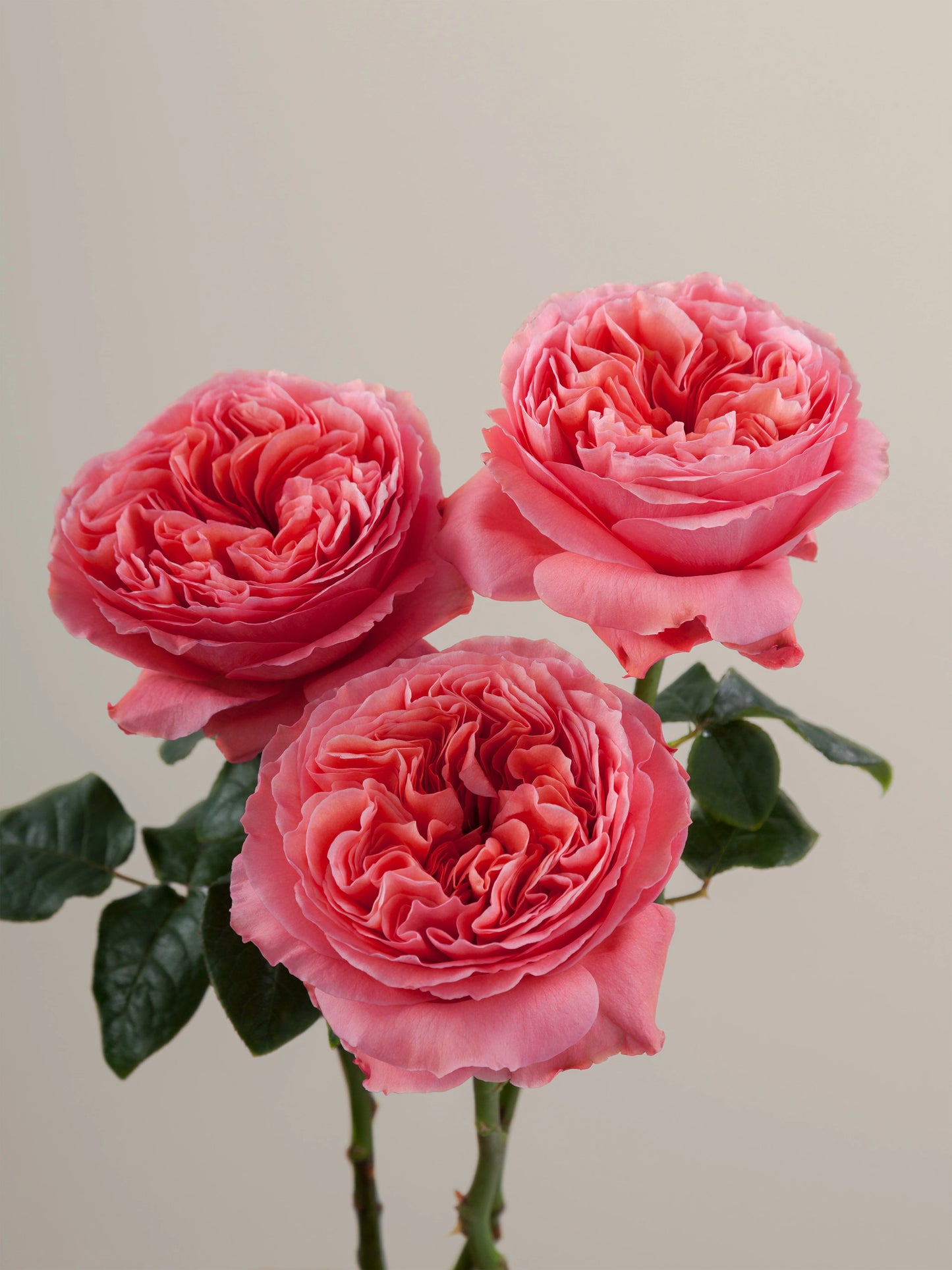 Candy Xpression Rose