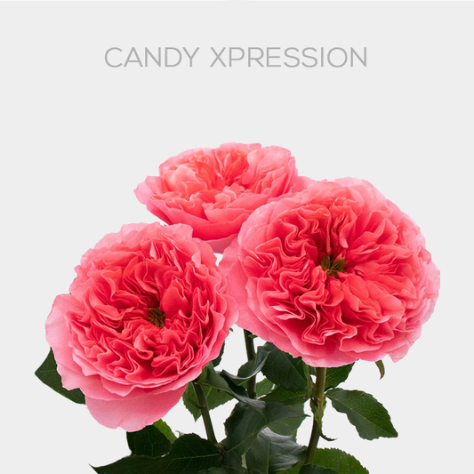 Candy Xpression Rose