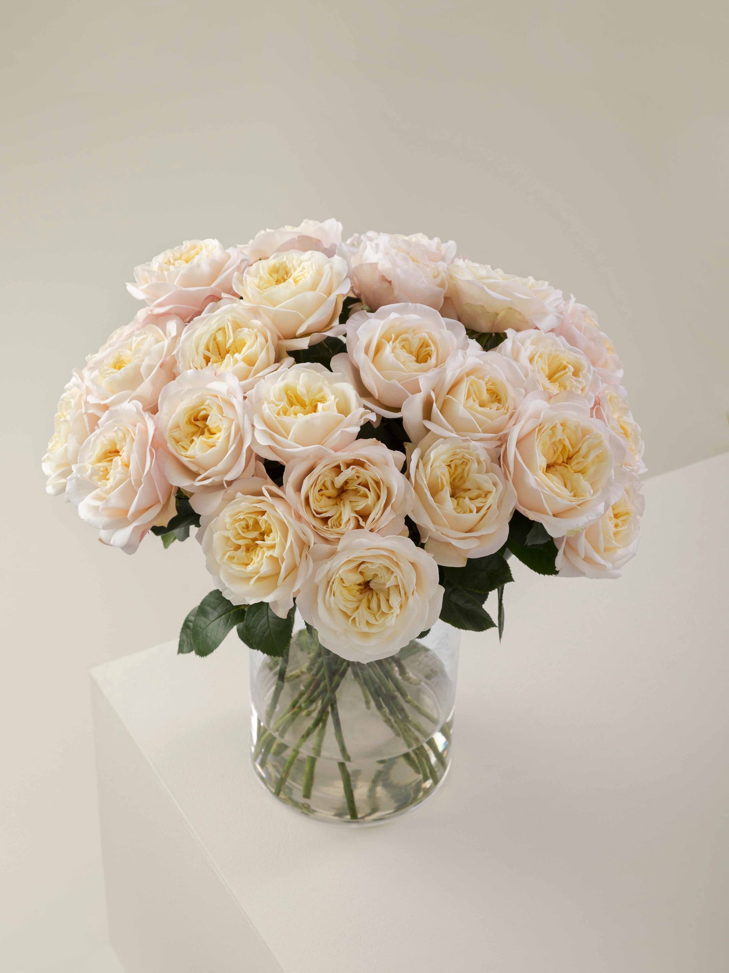 Fatima Garden Rose
