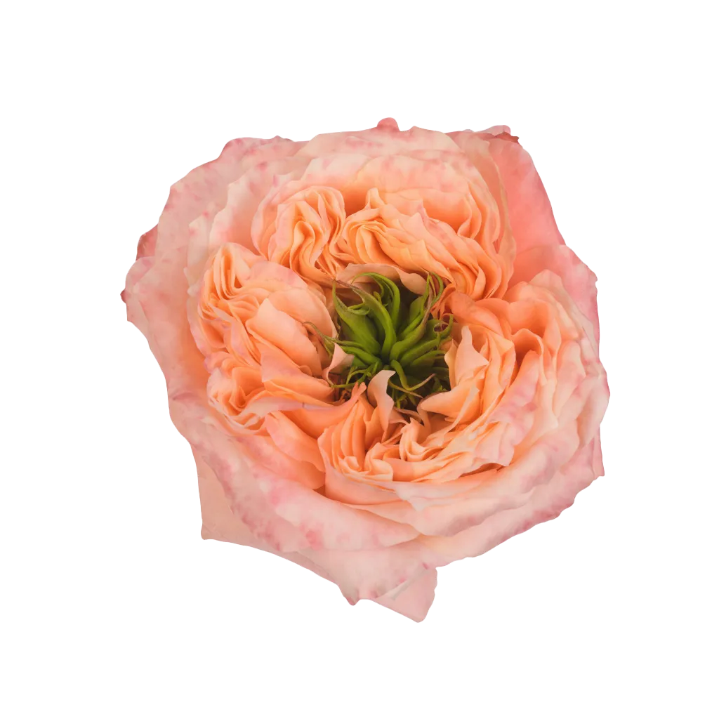 Melon Xpression Rose