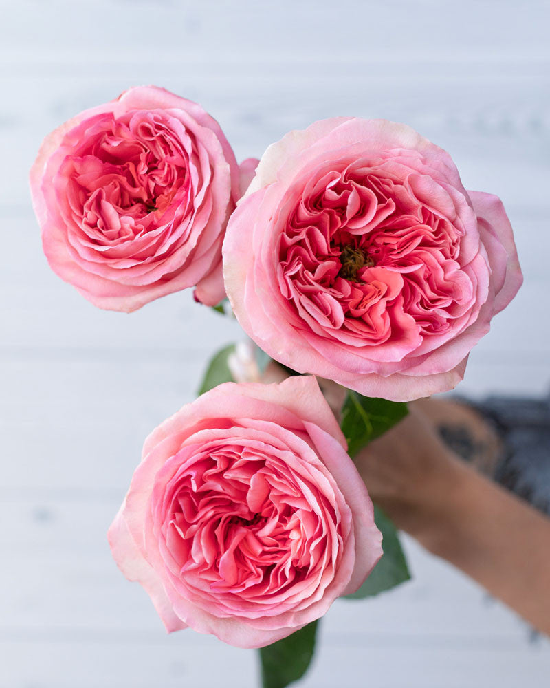 Pink Xpression Rose