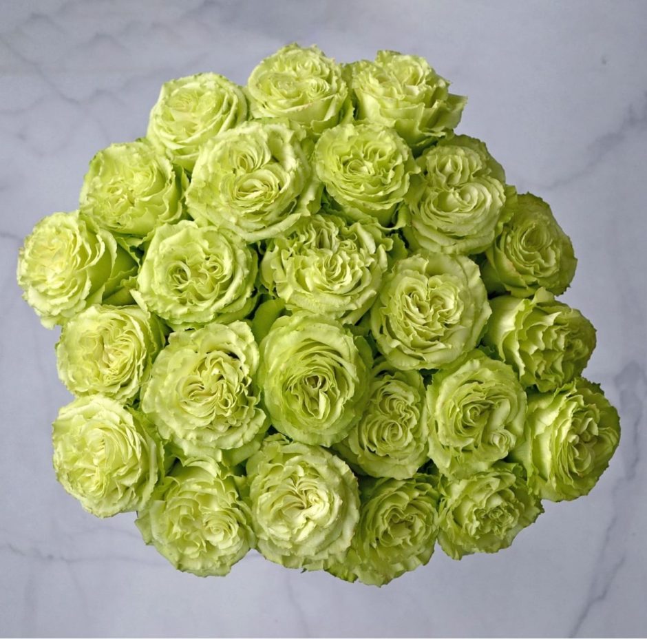 Lemonade Rose