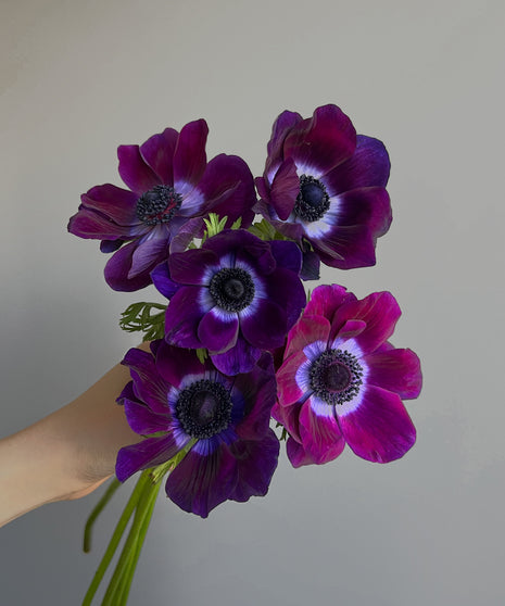 Anemone Viola