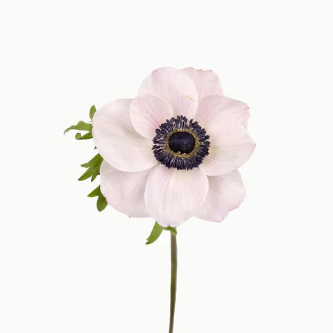Mistral Blush Anemone