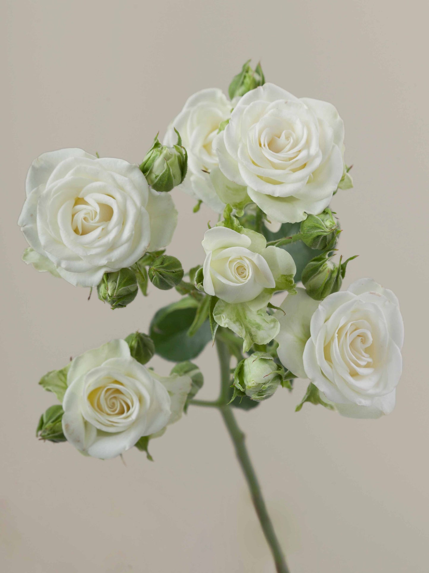 Snowflake Spray Rose