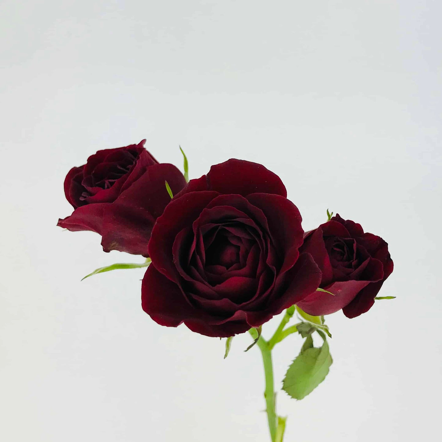 Burgundy Spray Rose
