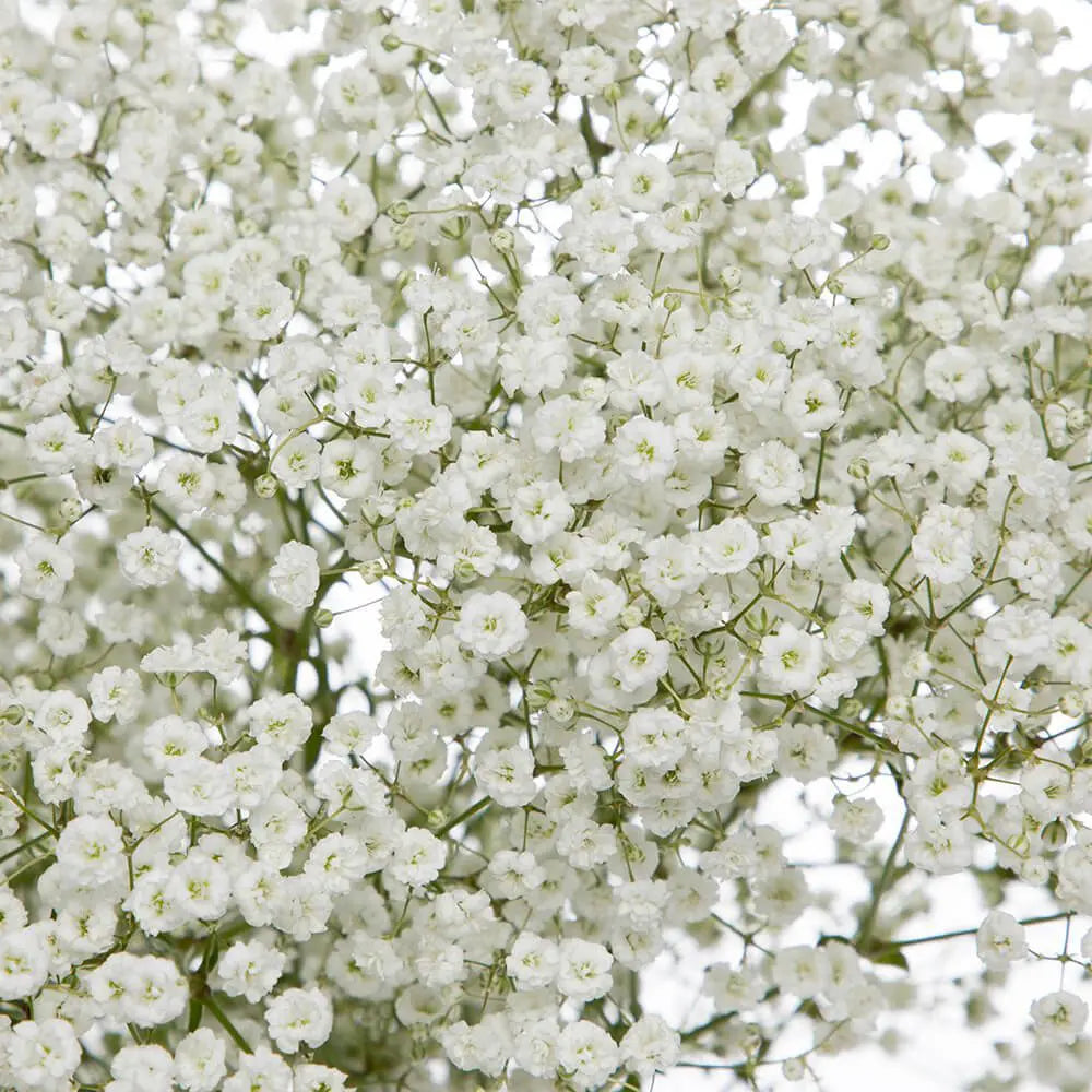 Baby’s Breath (Gypsophila)