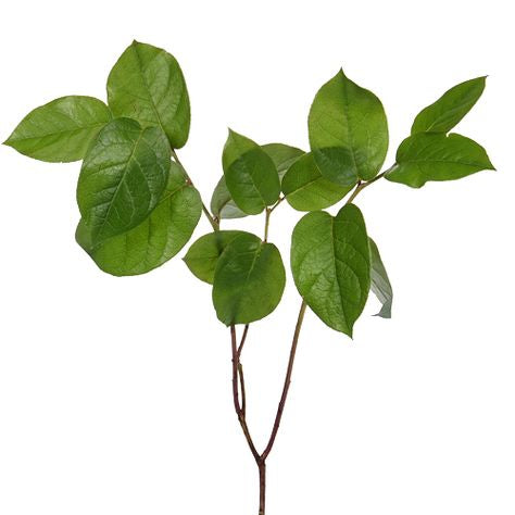 Salal Leaf / Lemon Leaf