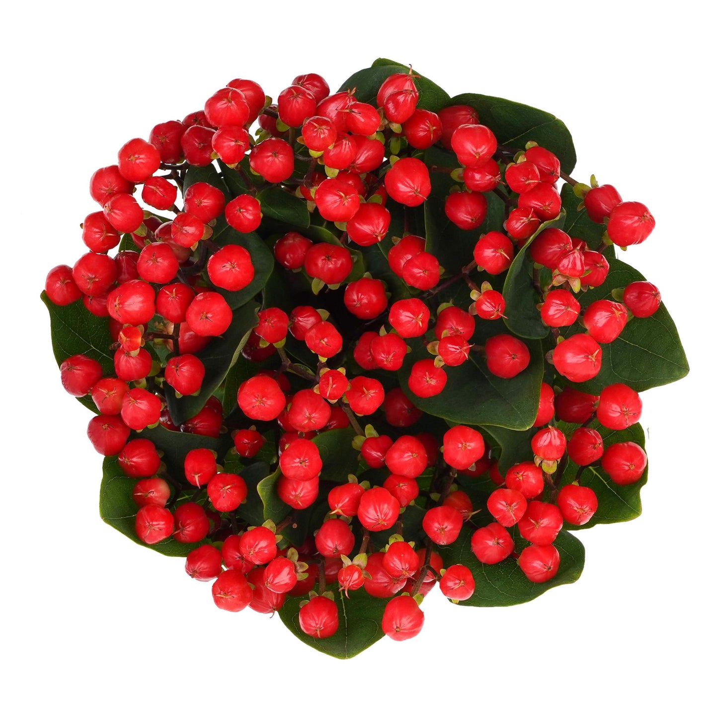 'New Red' Hypericum