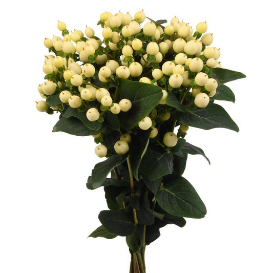 'Magical Snow Prince' Hypericum