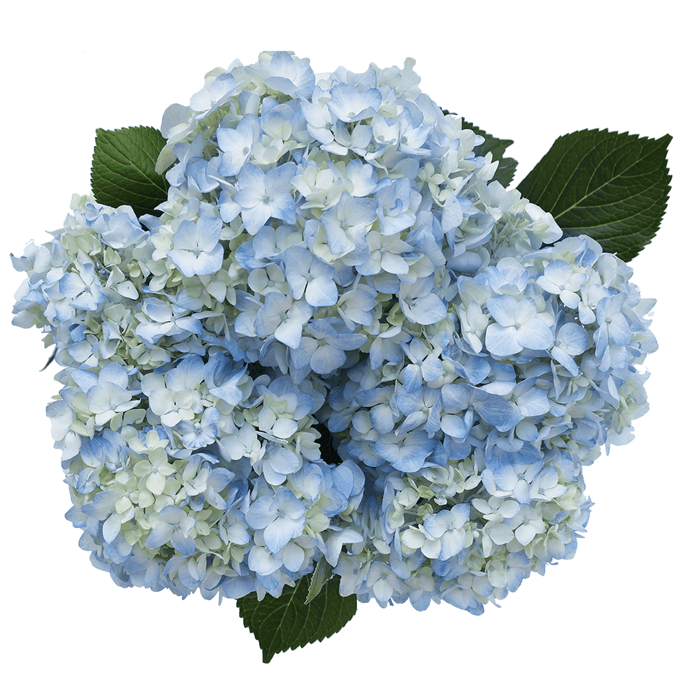 Premium Light Blue Colombian Hydrangea | 30 Stems Wholesale Floral Box