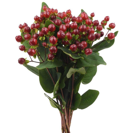 'Monster Purple' Hypericum