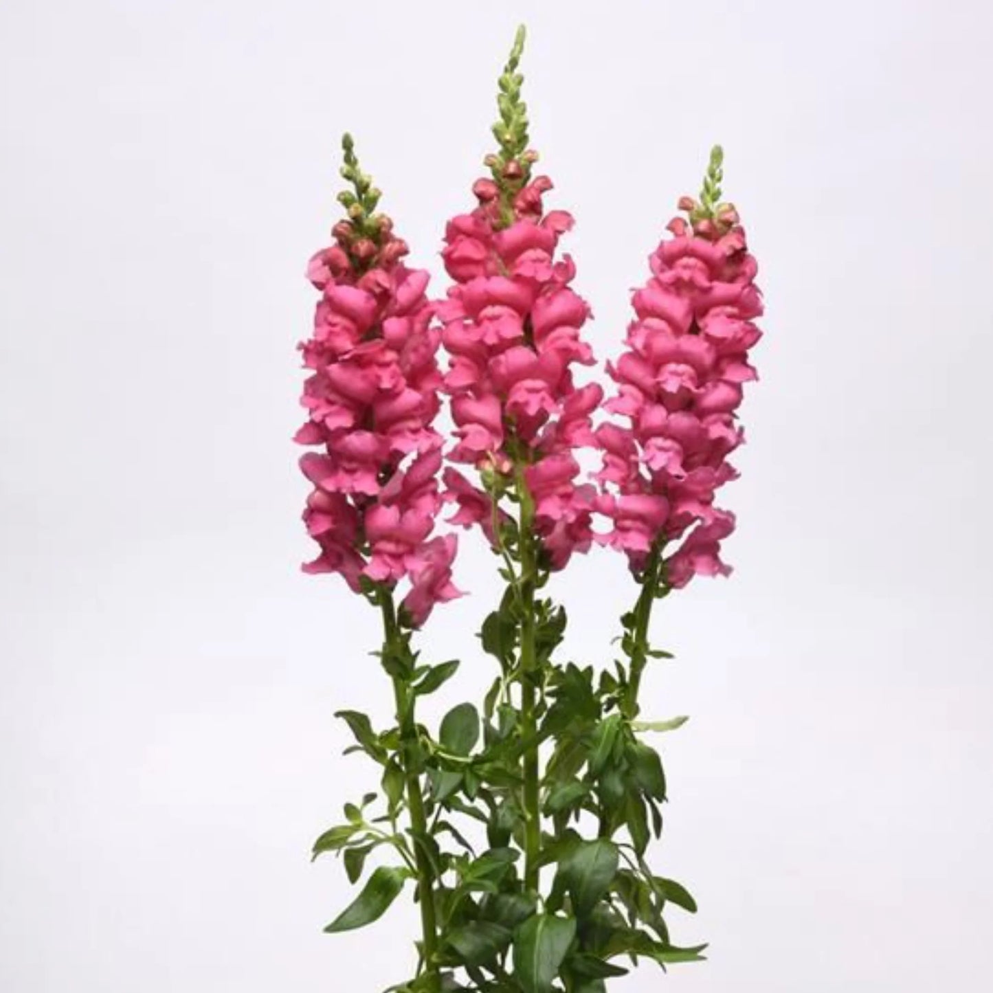 Hot Pink Snapdragon