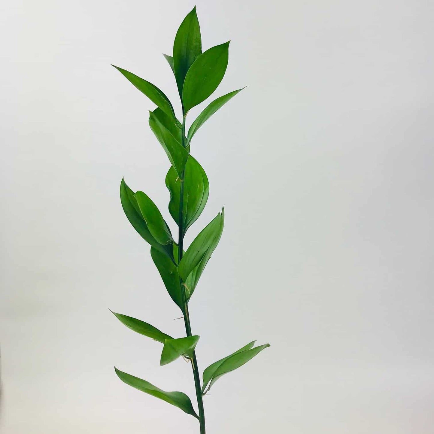 Israel Ruscus