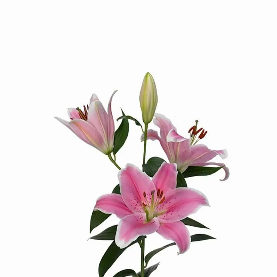 Sorbonne Oriental Lily
