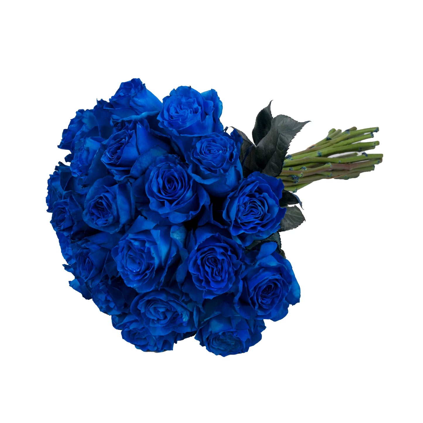 Blue Tint Roses