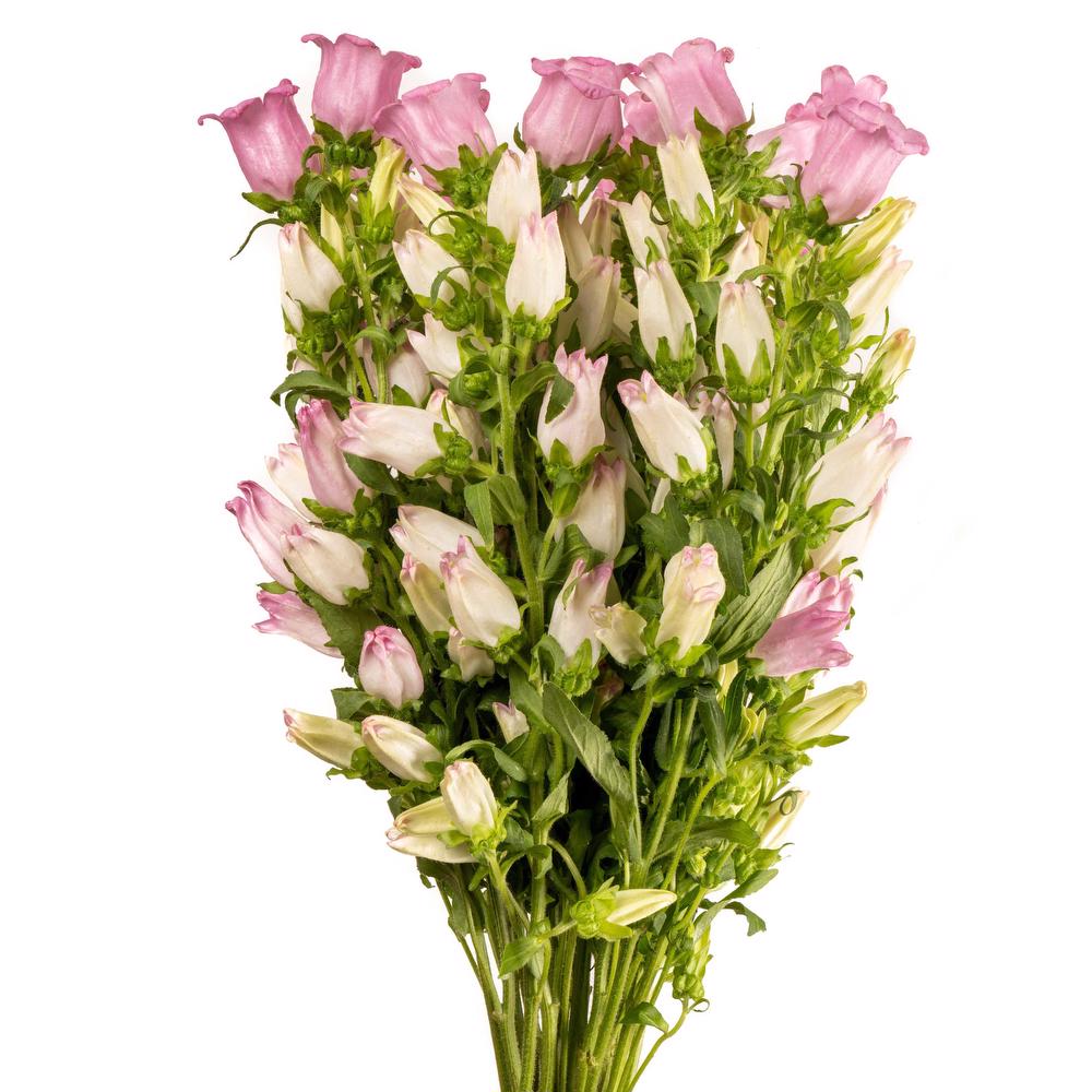 Pink Campanula Flowers