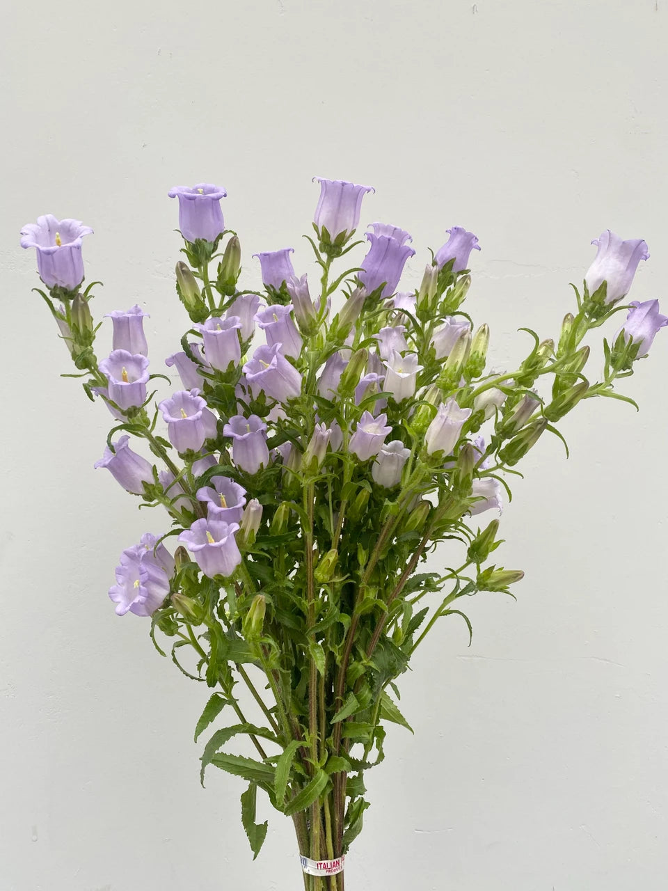 Lavender Campanula Flowers
