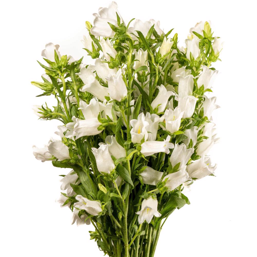 White Campanula Flowers – 10 Imported Stems