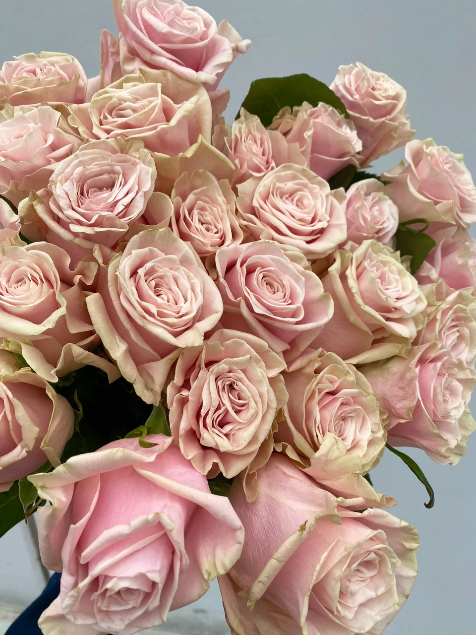 Pink Mondial