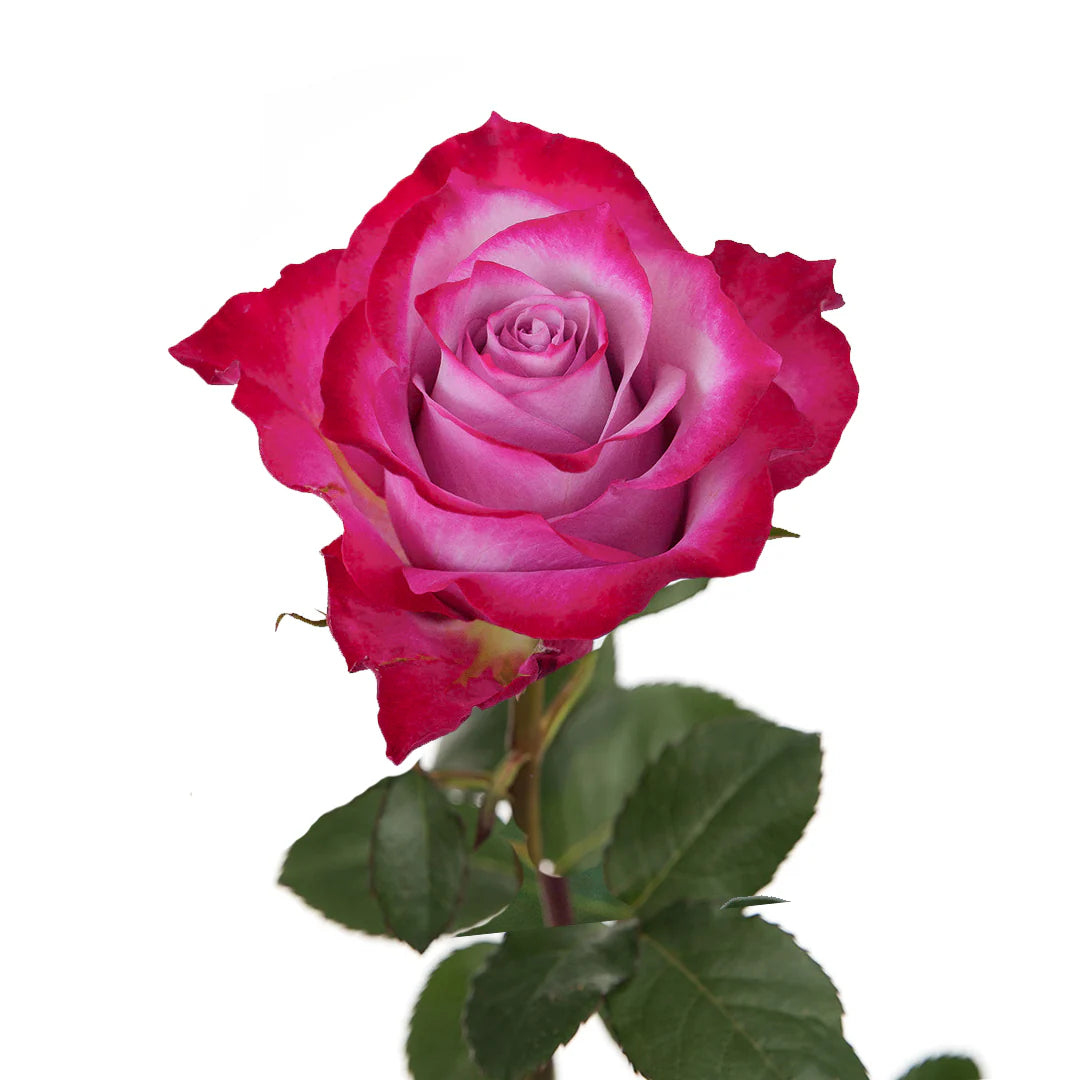 Deep Purple Rose