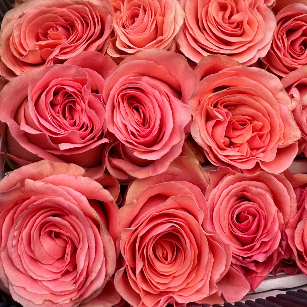 Saga Rose