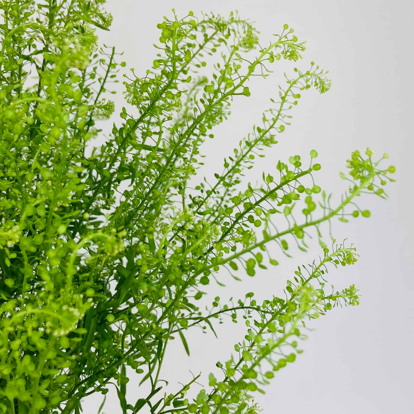 Fresh Lepidium Foliage – Premium Floral Greenery