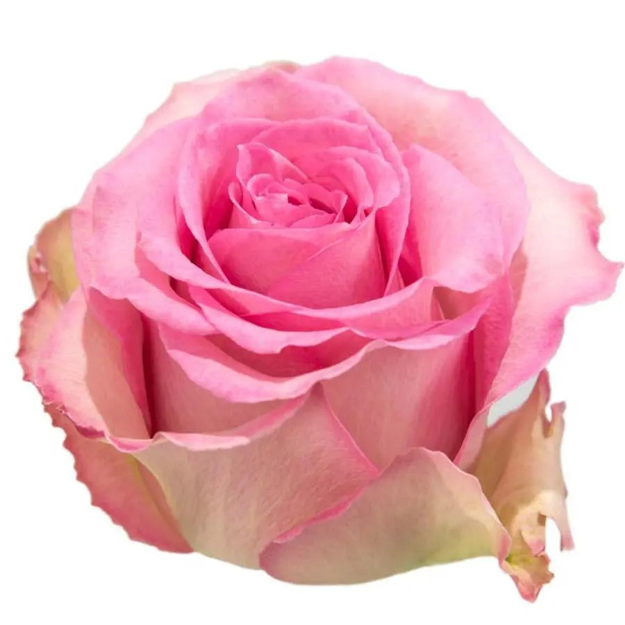 Sweet Unique Rose