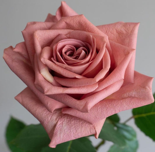 Barista - 25 Roses