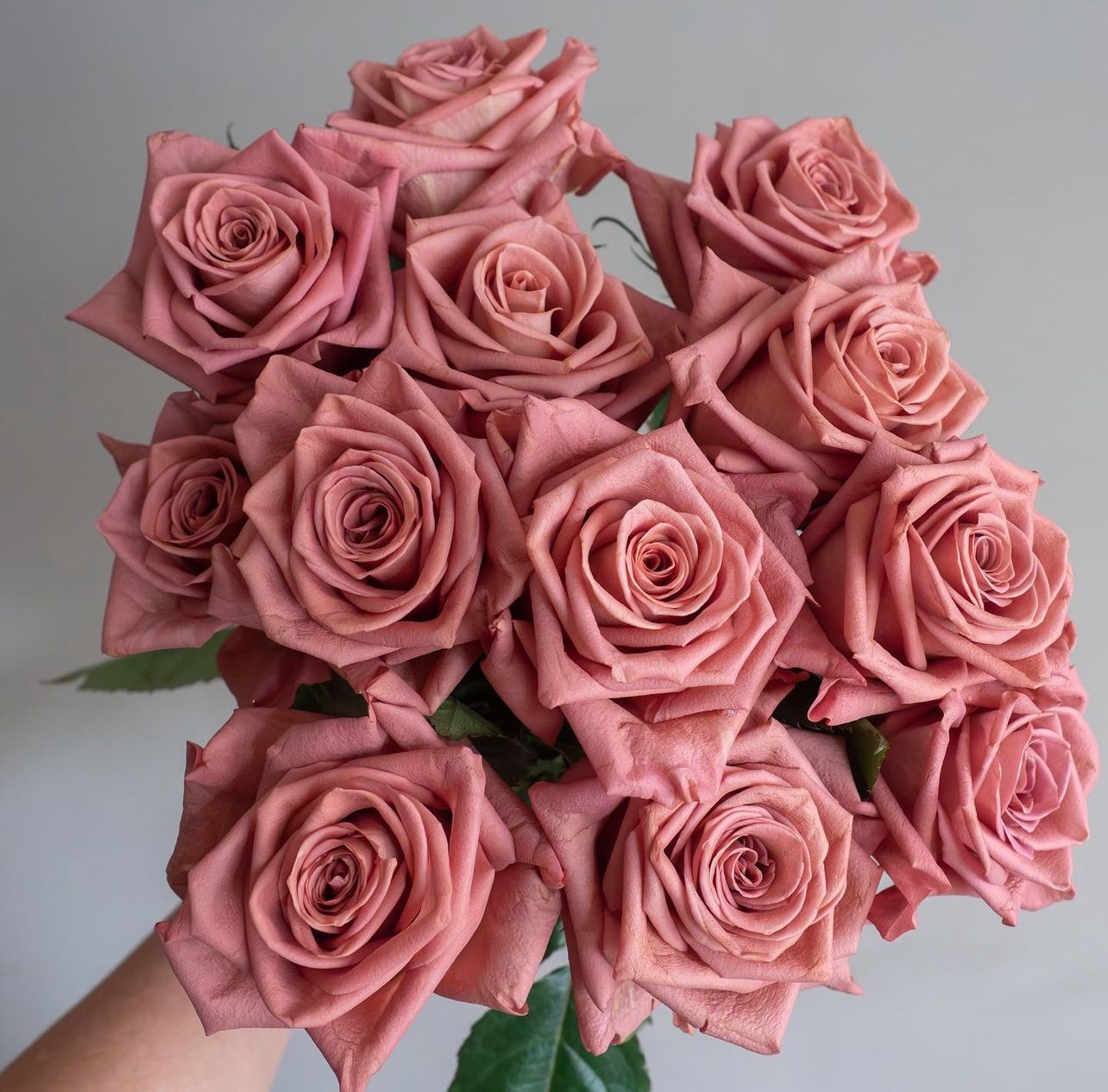 Barista - 25 Roses