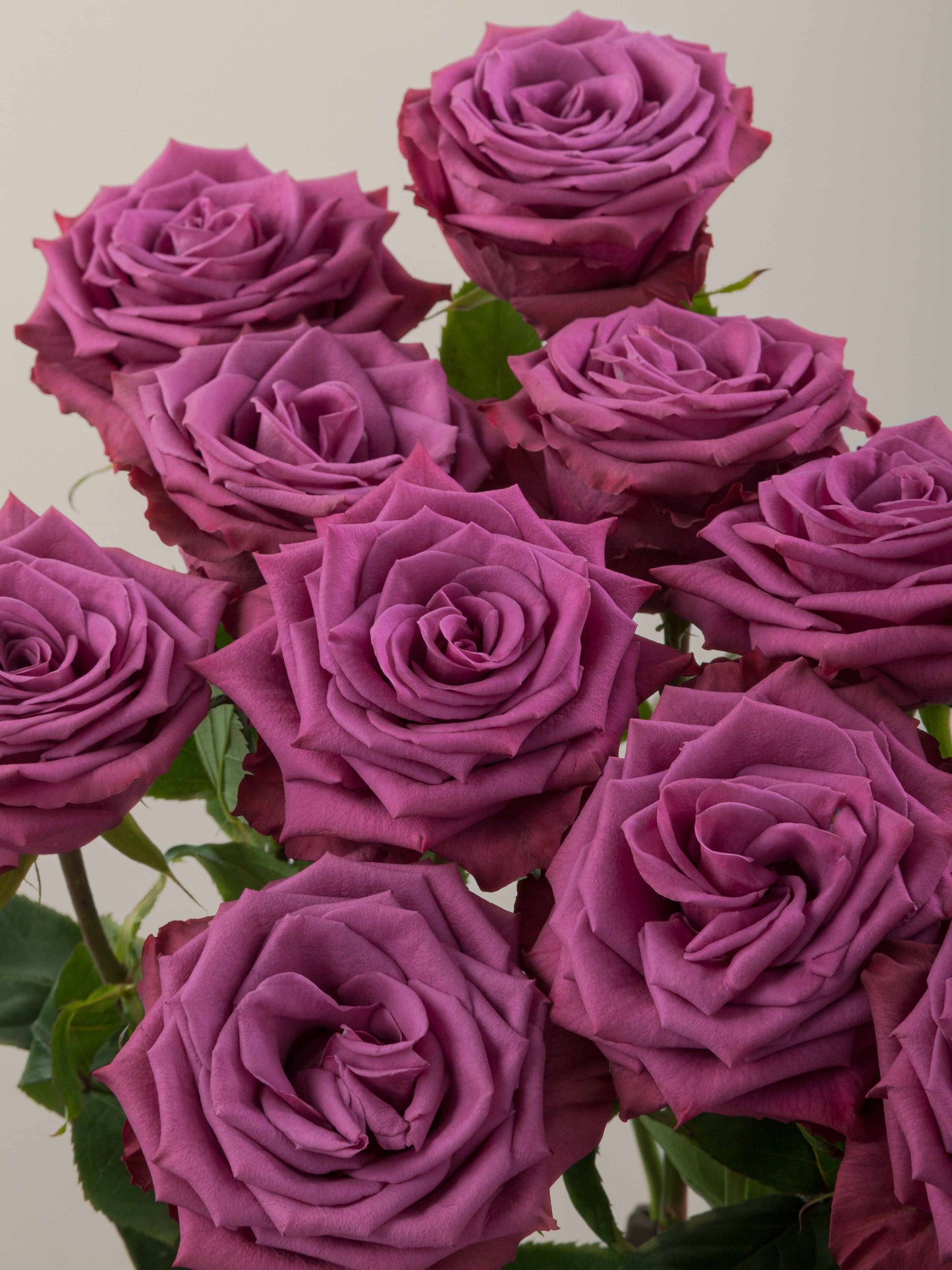 Blueberry Ecuadorian Rose