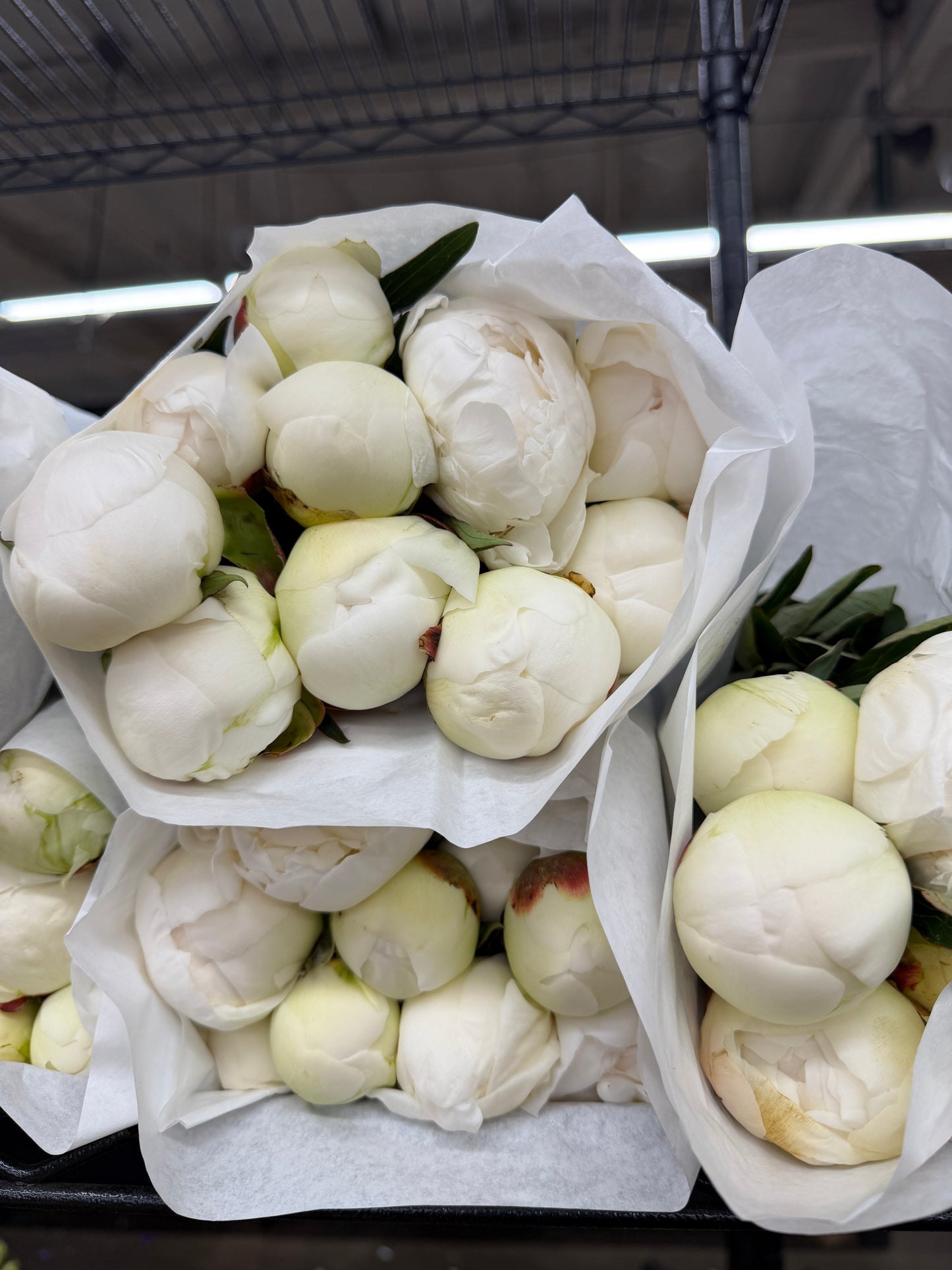 Claude Tain Peony – 5 Stems (Premium White Peonies)