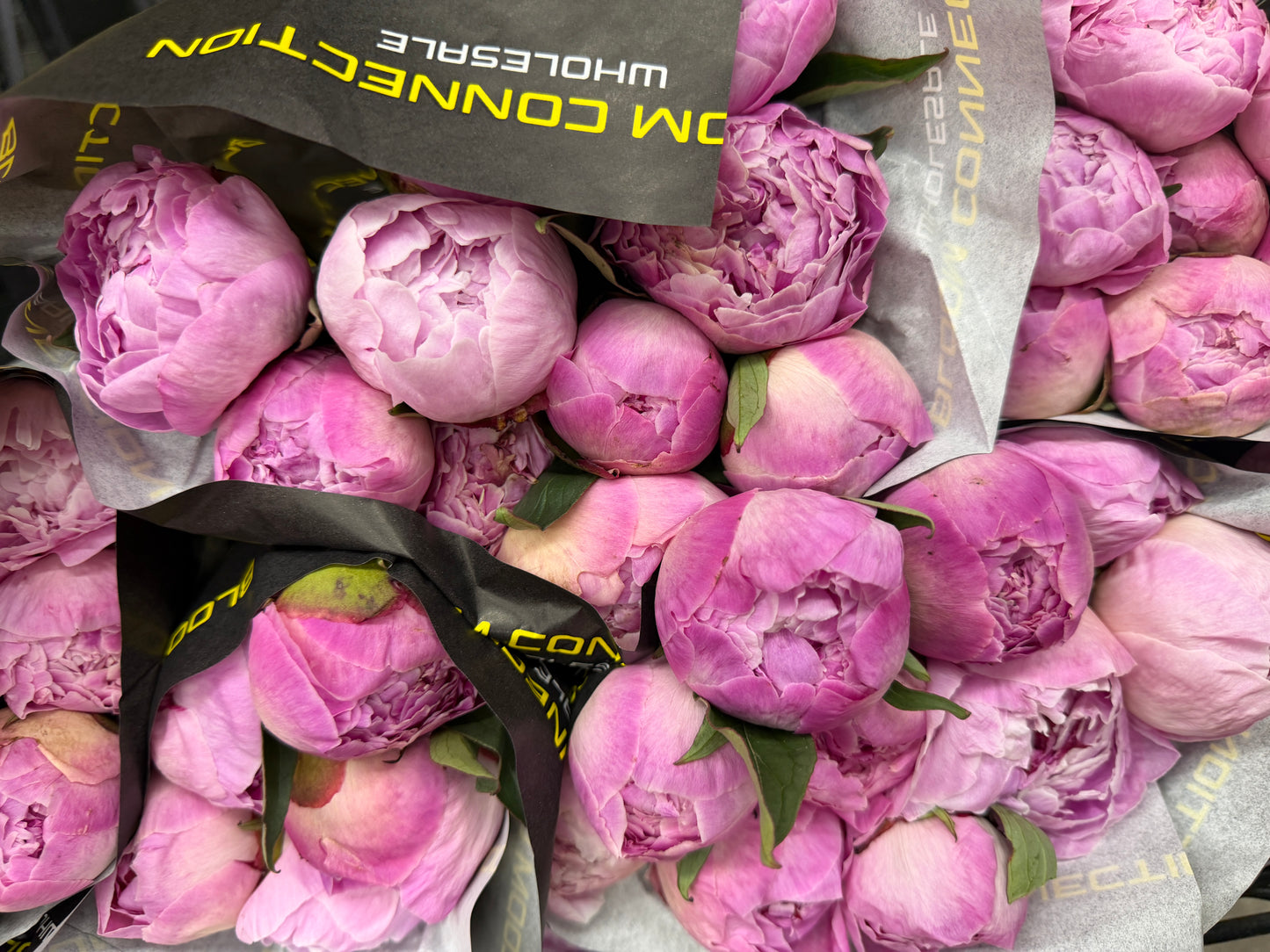 Sara Bernhardt Peonies – Premium Fresh Cut Pink Peonies | 5 Stems
