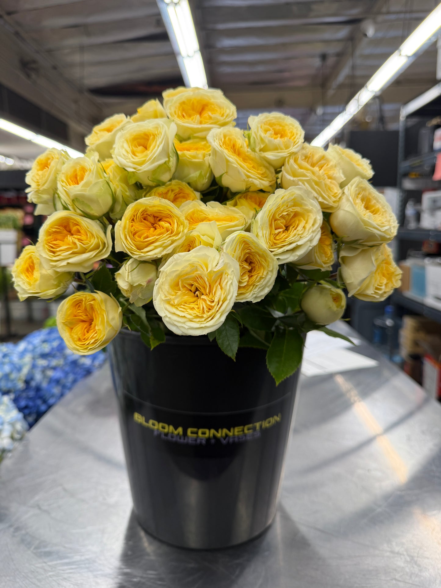 Fibonacci® 'Gioconda' Garden Spray Roses – Premium Light Yellow Spray Roses | 10 Stems