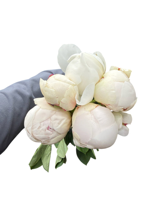 Bowl of Cream Peony