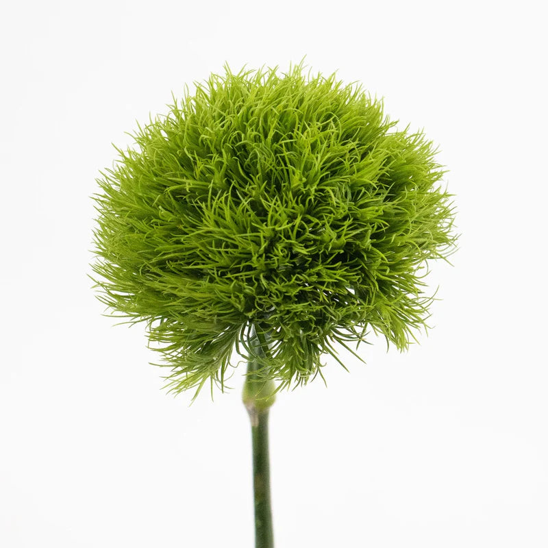 Green Trick Dianthus
(Green Balls)